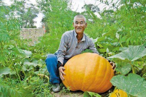 胃痛可以吃兰瓜吗,缓解不适新选择