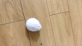 珠珠吃瓜视频,揭秘娱乐圈幕后故事