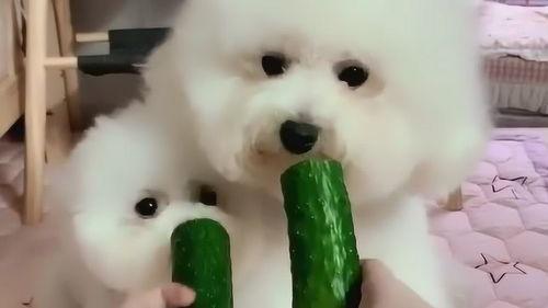 吃瓜的比熊,萌态十足，揭秘宠物界的“吃瓜群众”