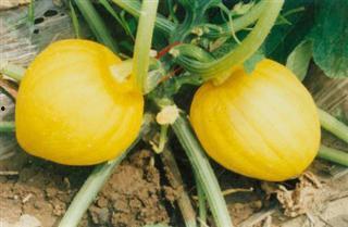 黄金栗瓜如何吃,解锁美味新体验