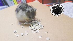 吃瓜仓鼠作者,趣味横生的宠物生活趣事