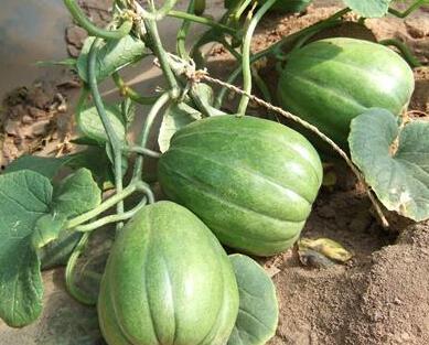 到老吃瓜,到老吃瓜的幸福时光