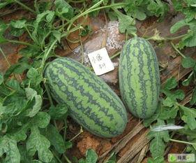 广东最新吃的瓜,广东最新美食风向标大盘点