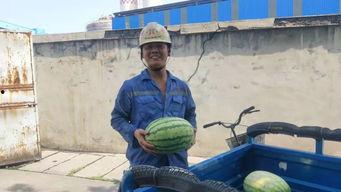 大西平吃瓜群众,吃瓜群众的狂欢盛宴