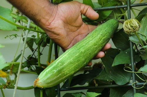 梦见到别人家瓜地吃瓜,瓜地吃瓜的奇幻之旅