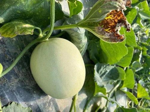 吃甜蜜瓜的好处,滋养身心，健康生活必备佳品