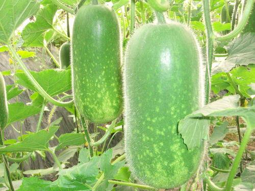 文澴楼 吃瓜,揭秘娱乐圈的“吃瓜”风云