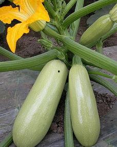 松瓜怎么吃早餐,松瓜早餐新体验