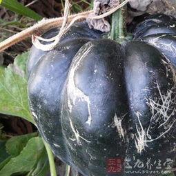 吃方瓜能过敏吗,食用方瓜需谨慎