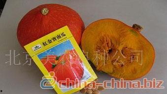 红金宝瓜怎么吃,解锁美味新体验