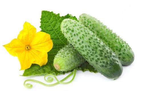 吃瓜系统温念,一场网络文化的盛宴