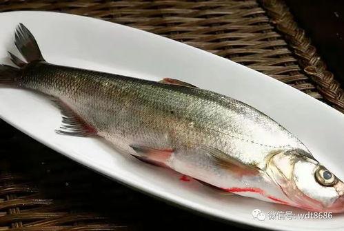 吃拔鱼可以吃交瓜吗,探寻美食搭配的奇妙之旅