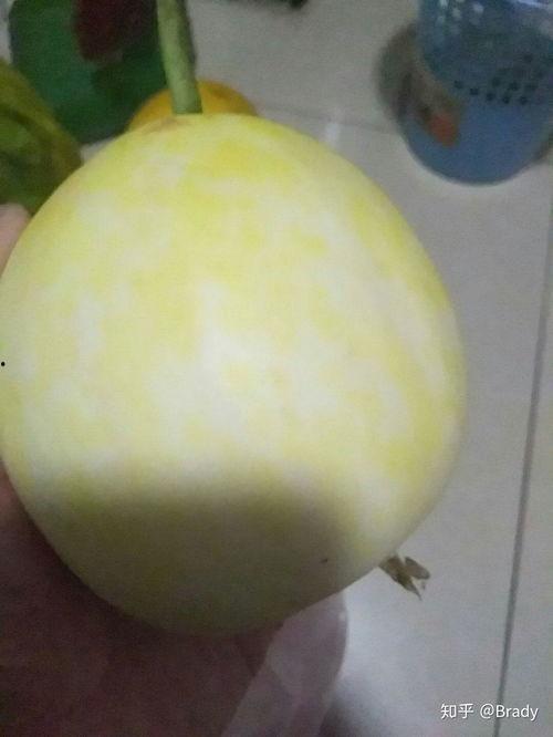 运城白皮瓜怎么吃,探寻运城白皮瓜的多彩食法