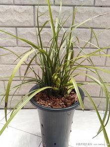 吃中药能吃兰瓜吗,兰瓜与中药同食的注意事项