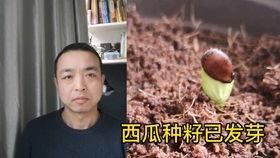 情侣男生骂人吵架吃瓜,吃瓜群众围观现场