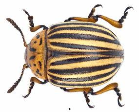 吃瓜的小甲虫,揭秘瓜界那些事儿