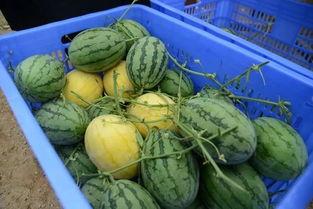 吃瓜群昵称,揭秘吃瓜群昵称背后的趣味与智慧