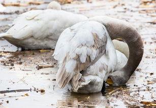 吃瓜鹅群,揭秘娱乐圈背后的八卦风云